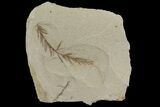 Dawn Redwood (Metasequoia) Fossil - Montana #142550-1